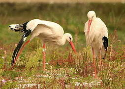 White Stork