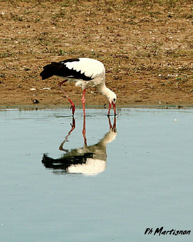 Cigogne blanche