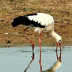 Cigogne blanche