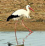 Cigogne blanche