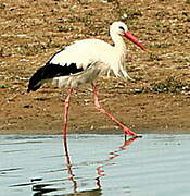 White Stork