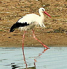 Cigogne blanche