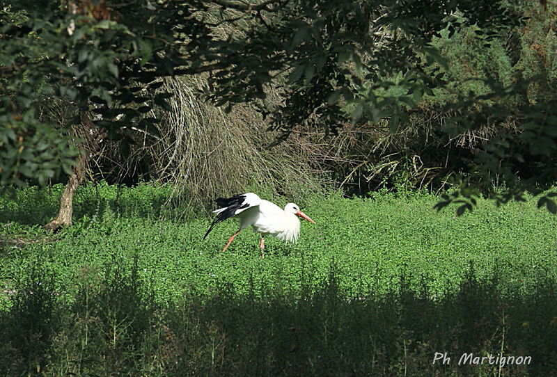 White Stork, identification