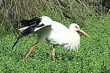 Cigogne blanche