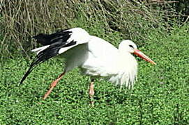 White Stork