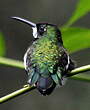 Colibri à gorge blanche