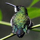 Colibri à gorge blanche