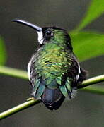 White-throated Hummingbird