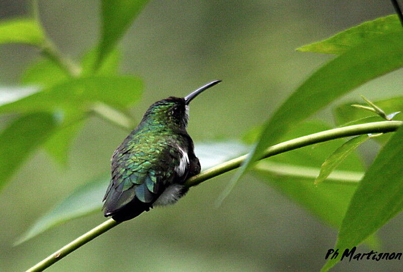 Colibri à gorge blanche