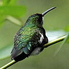 Colibri à gorge blanche