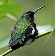 Colibri à gorge blanche