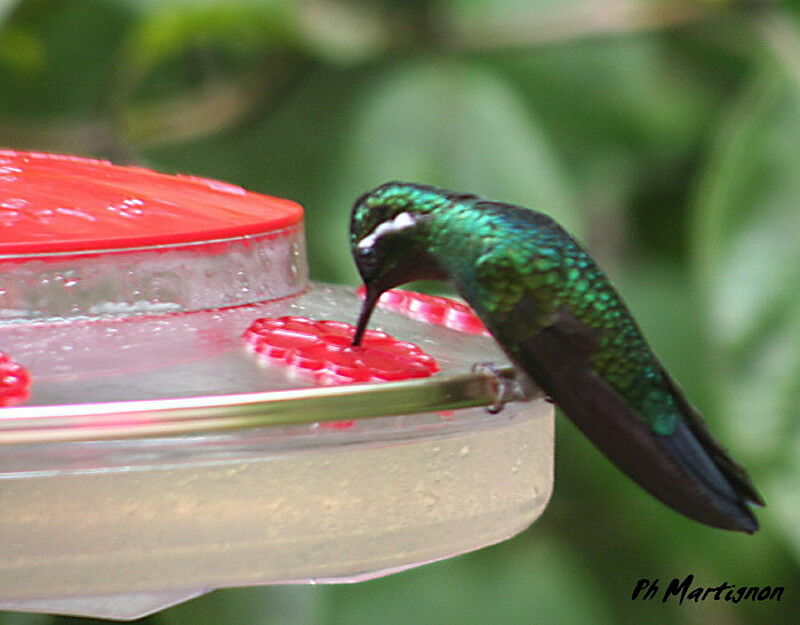 Purple-throated Mountaingem, identification, feeding habits