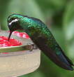 Colibri à gorge pourprée