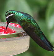 Purple-throated Mountaingem