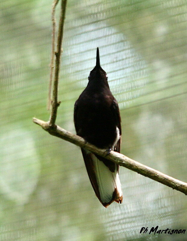 Colibri demi-deuil