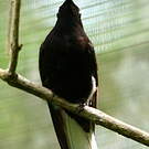 Colibri demi-deuil