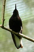 Black Jacobin