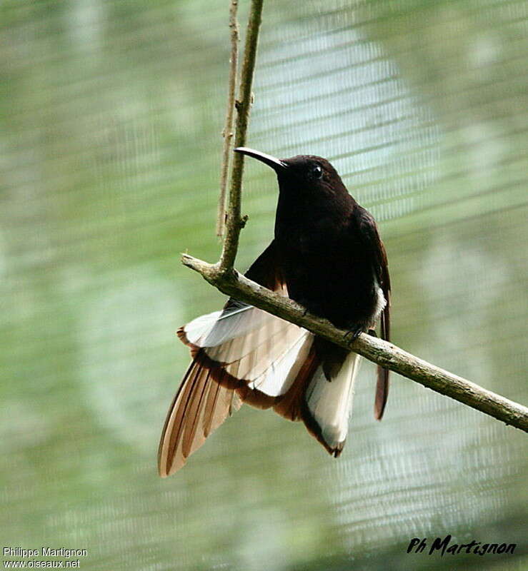 Colibri demi-deuiladulte