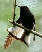 Black Jacobin