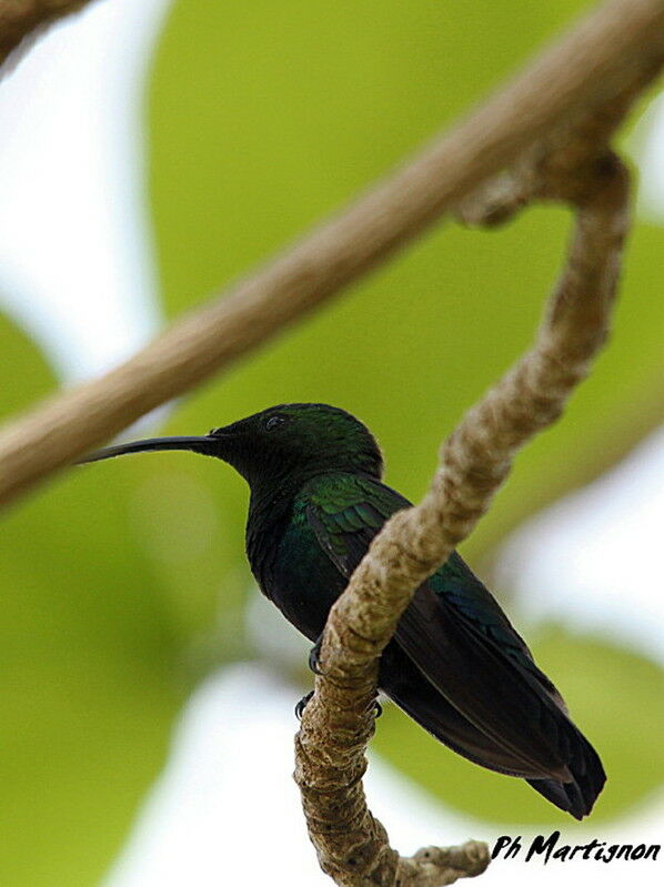 Colibri falle-vert