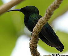 Colibri falle-vert