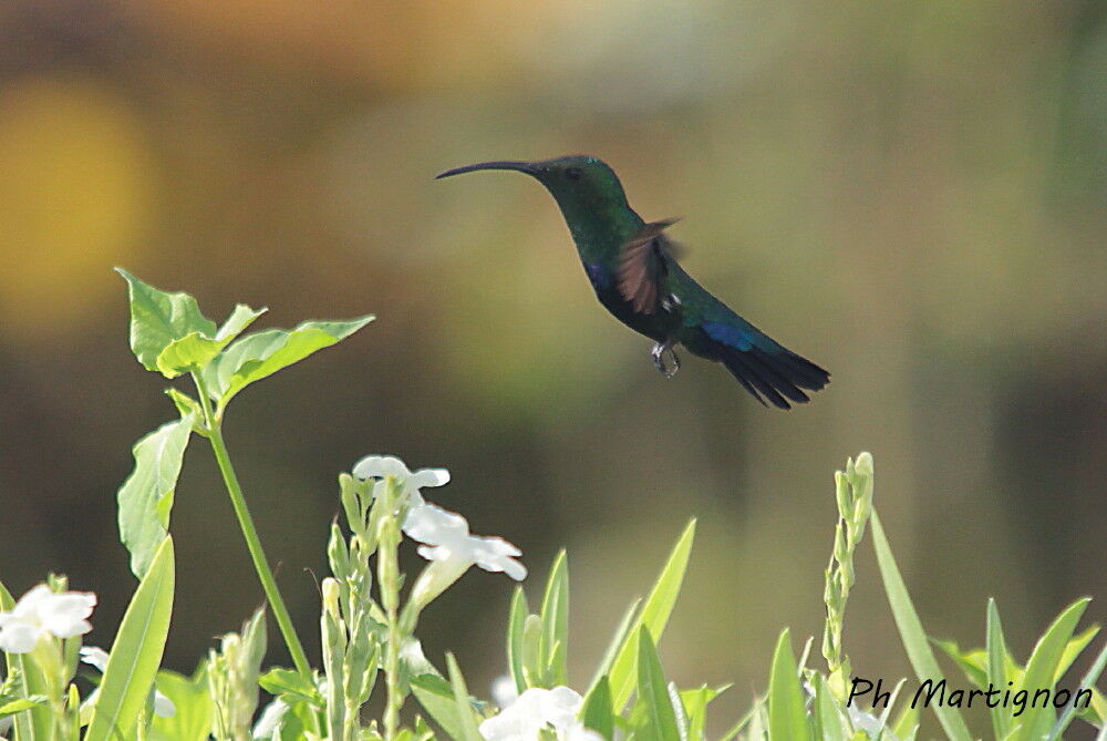 Colibri falle-vert, identification, Vol