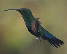 Colibri falle-vert