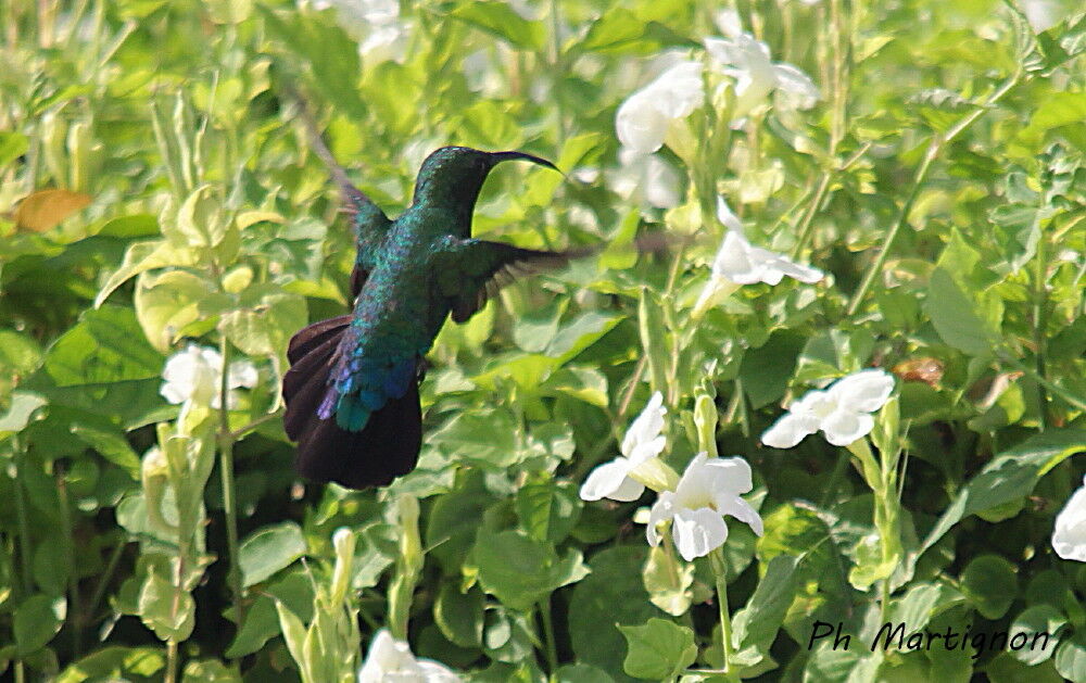 Green-throated Carib, Flight