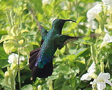 Green-throated Carib