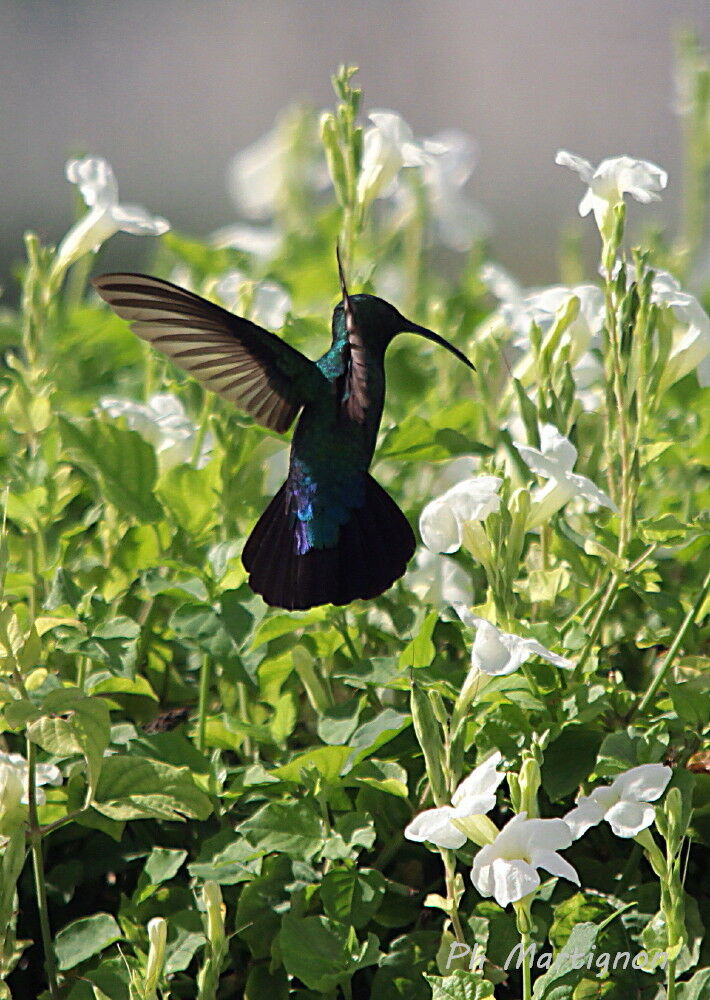 Green-throated Carib, Flight