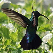 Green-throated Carib