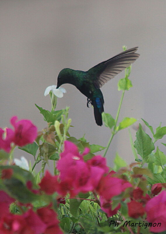 Green-throated Carib, Flight, eats