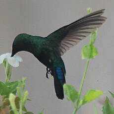 Colibri falle-vert