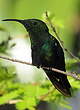 Colibri falle-vert