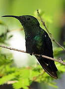 Green-throated Carib