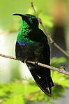 Colibri falle-vert