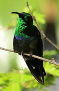 Green-throated Carib