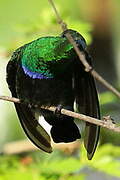 Green-throated Carib