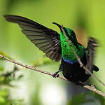 Colibri falle-vert