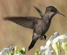 Colibri huppé