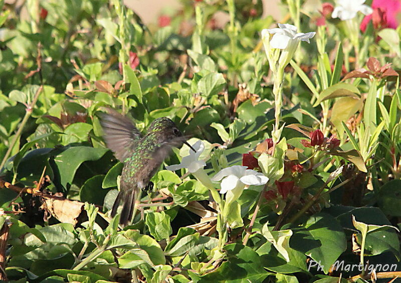 Antillean Crested Hummingbird female, Flight, eats