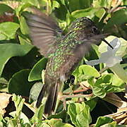 Antillean Crested Hummingbird