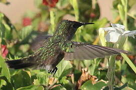 Antillean Crested Hummingbird