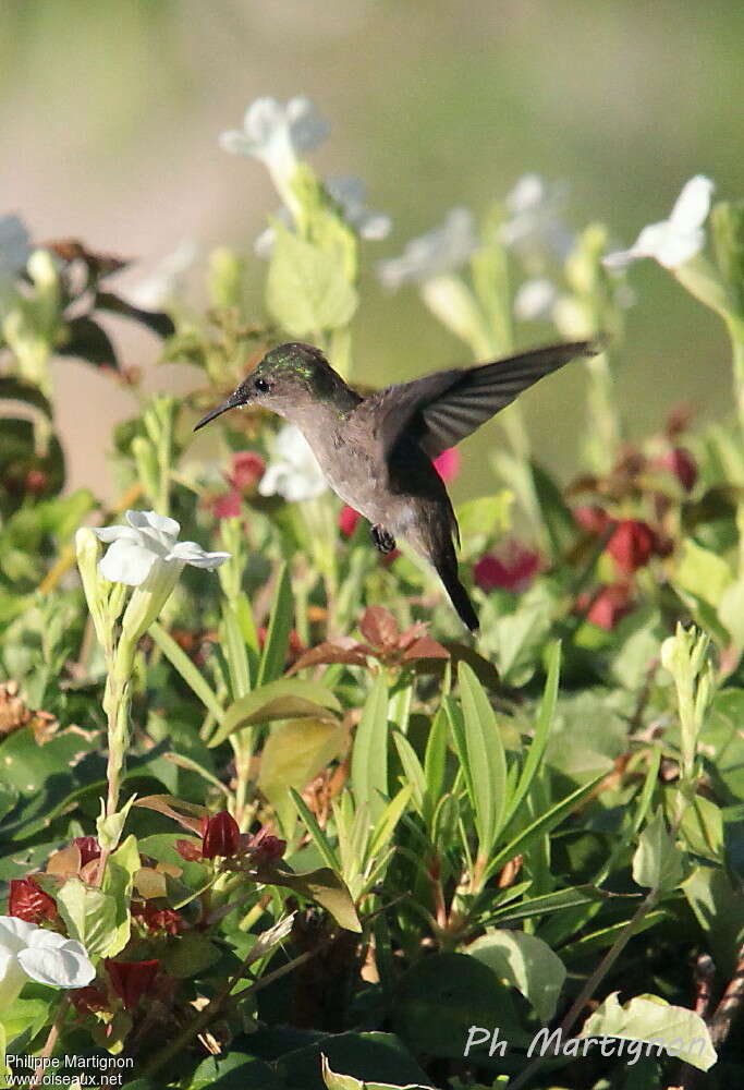 Colibri huppé femelle, Vol