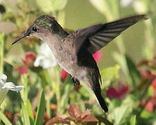 Antillean Crested Hummingbird