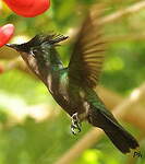 Colibri huppé