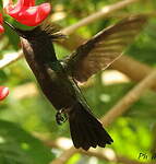 Colibri huppé