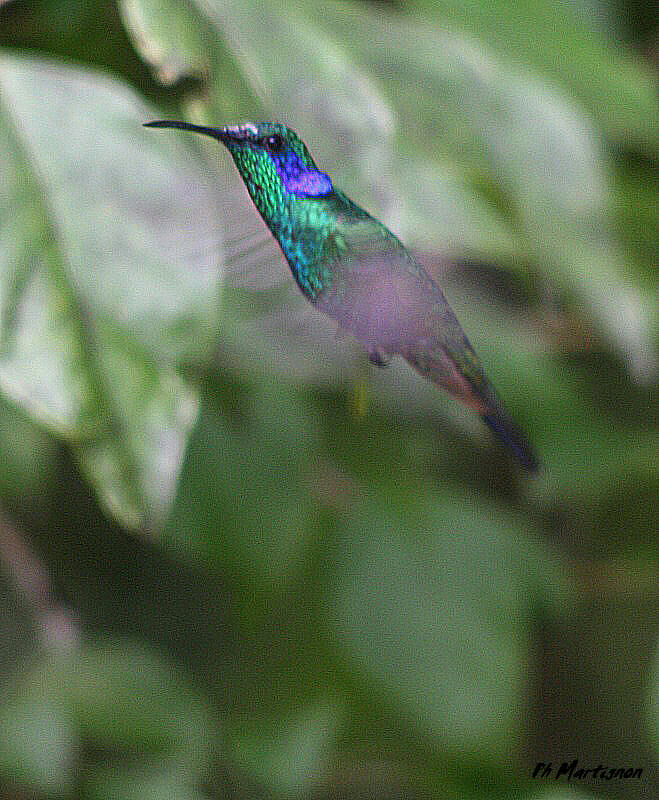 Mexican Violetear, Flight