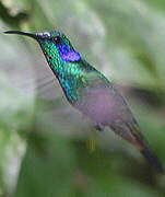 Mexican Violetear