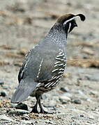 California Quail